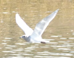 Larus glaucescens