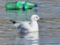 Chroicocephalus serranus