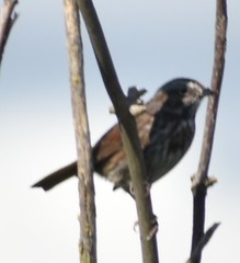Melospiza melodia