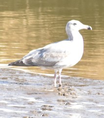 Larus glaucescens × occidentalis