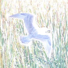 Larus glaucescens