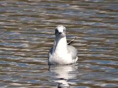 Chroicocephalus serranus