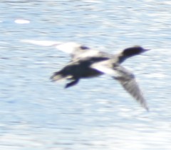 Mergus merganser