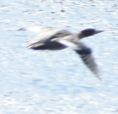 Mergus merganser