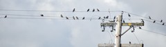 Sturnus vulgaris
