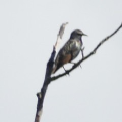 Sturnus vulgaris