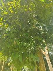 Calophyllum polyanthum