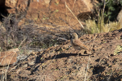 Certhilauda semitorquata transvaalensis