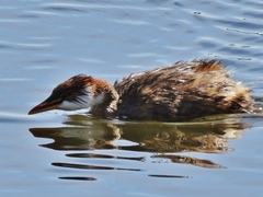 Rollandia microptera