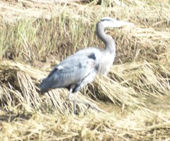 Ardea herodias