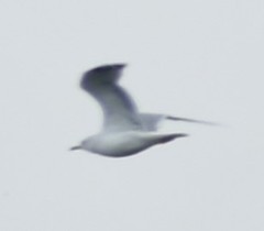 Larus delawarensis