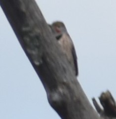 Colaptes auratus cafer