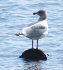 Larus glaucescens × occidentalis