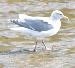 Larus glaucescens