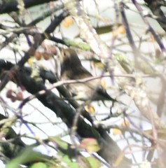 Haemorhous purpureus