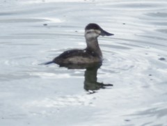 Oxyura jamaicensis