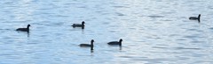 Fulica americana