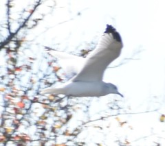 Larus delawarensis