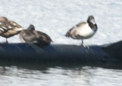 Aythya collaris