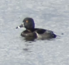 Aythya collaris