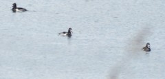 Aythya collaris