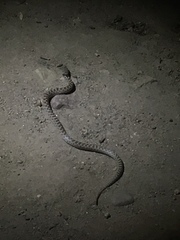 Hypsiglena ochrorhynchus