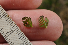 Myriophyllum triphyllum