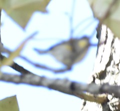 Setophaga coronata