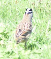 Zonotrichia leucophrys