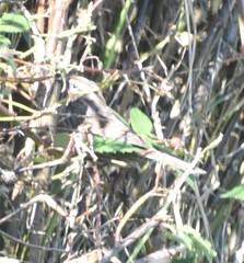 Melospiza melodia
