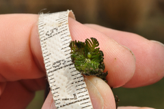 Myriophyllum triphyllum