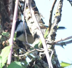 Poecile atricapillus