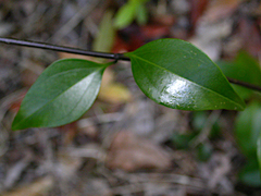 Jasminum simplicifolium