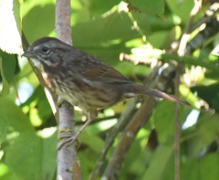 Melospiza melodia