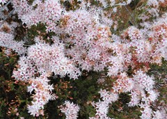 Calytrix tetragona