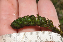 Myriophyllum triphyllum