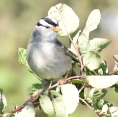 Zonotrichia leucophrys