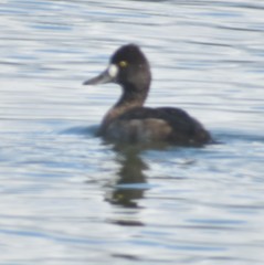 Aythya affinis