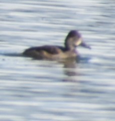 Aythya collaris