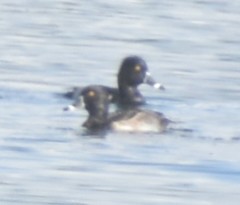 Aythya collaris