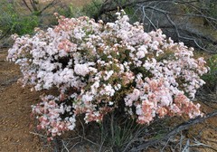 Calytrix tetragona