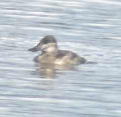 Oxyura jamaicensis