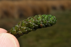 Myriophyllum triphyllum