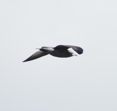 Larus