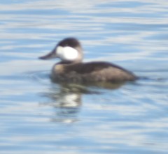 Oxyura jamaicensis