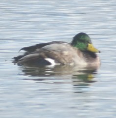 Anas platyrhynchos