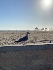 Larus occidentalis