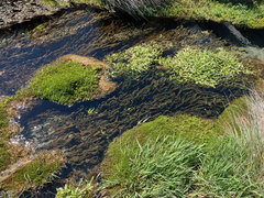 Myriophyllum triphyllum
