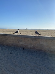 Larus occidentalis