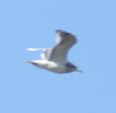 Larus glaucescens × occidentalis